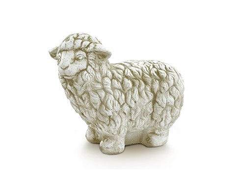 Medium standing sheep