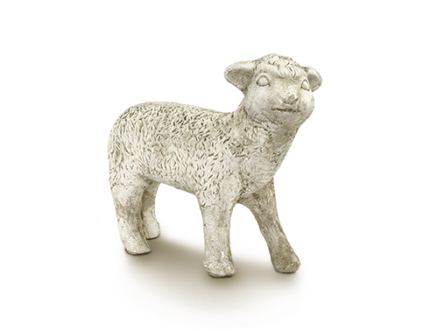 Small sheep standing
